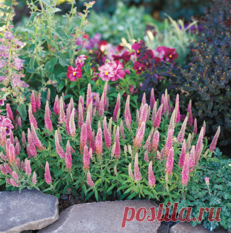 19 красочных многолетников в вашем саду, которые можно использовать в букете | Школа Цветоводства | Яндекс Дзен