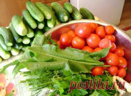 Как часто нужно поливать огурцы, помидоры, картошку и капусту, чтобы получить хороший урожай — Дачный участок