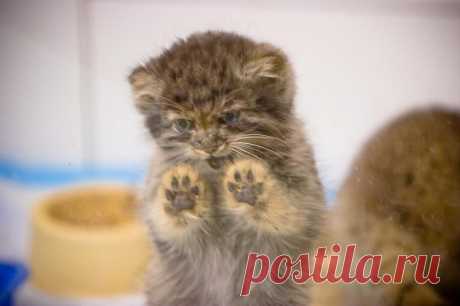 Палласовы коты: самые ленивые дикие кошки на планете