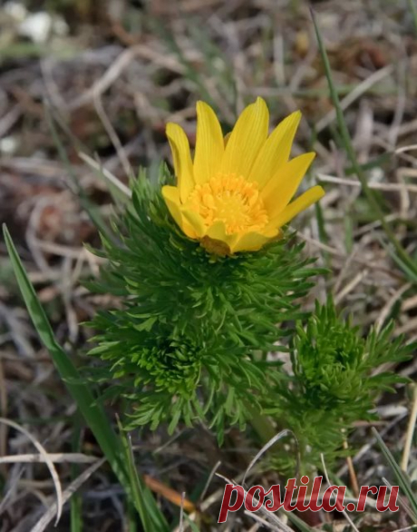 (26) Наш мир - удивительный , и красивый, весёлый и мудрый.
Адонис