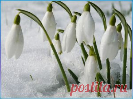 Подснежник: лечение и полезные свойства