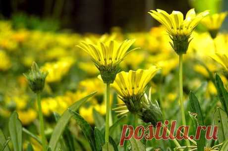 Желтые цветы – фото. Растения с желтыми цветками. | Любимые цветы