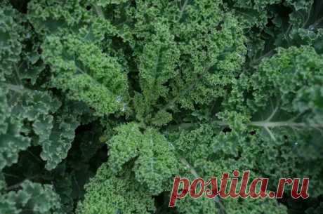 Как вырастить на огороде кейл (листовую капусту)? Капуста отличается не только полезными, но ещё и лечебными свойствами. В нынешнем сезоне пришла мода на выращивание листовой капусты.