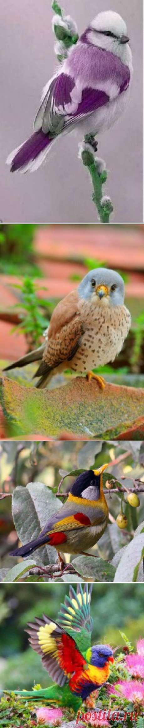 (7) Одноклассники