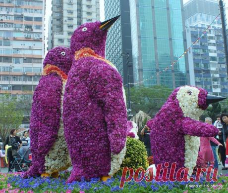 цветные пингвины