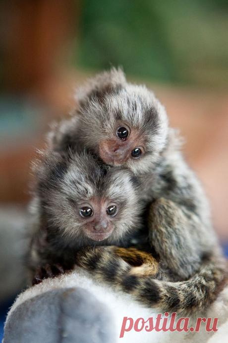 мармозетки