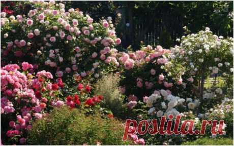 Дачные комнаты и стены... из роз! | Розы (Огород.ru)