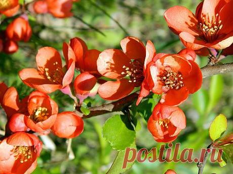 Тараторка — «оранжевое настроение» на Яндекс.Фотках