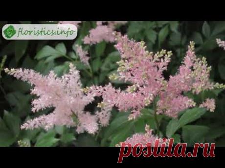 Цветок астильба – посадка и уход, выращивание астильбы из семян