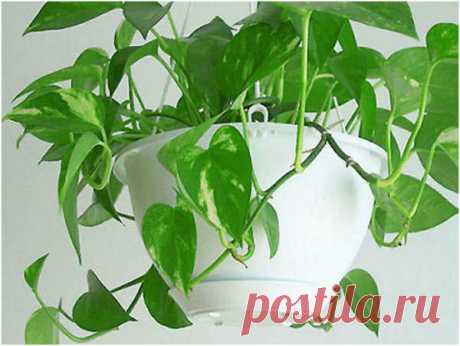 Комнатные растения — ваша судьба на подоконнике | Невероятно, но факт!