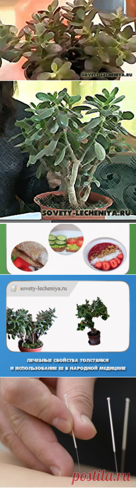 Лечебные свойства толстянки и использование ее в народной медицине