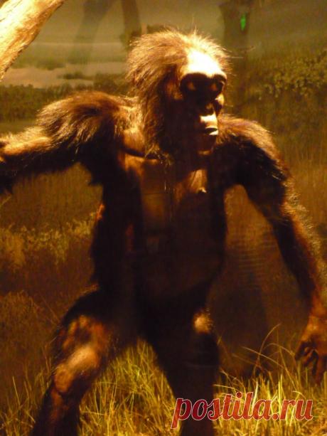 Самые распространенные мифы об эволюции человечества | Наука и жизнь