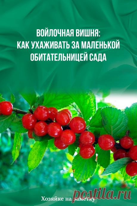 Войлочная вишня: как ухаживать за маленькой обитательницей сада