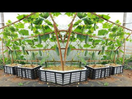 Выращивание огурцов на террасе в пластиковых корзинах – семья кушает с комфортом