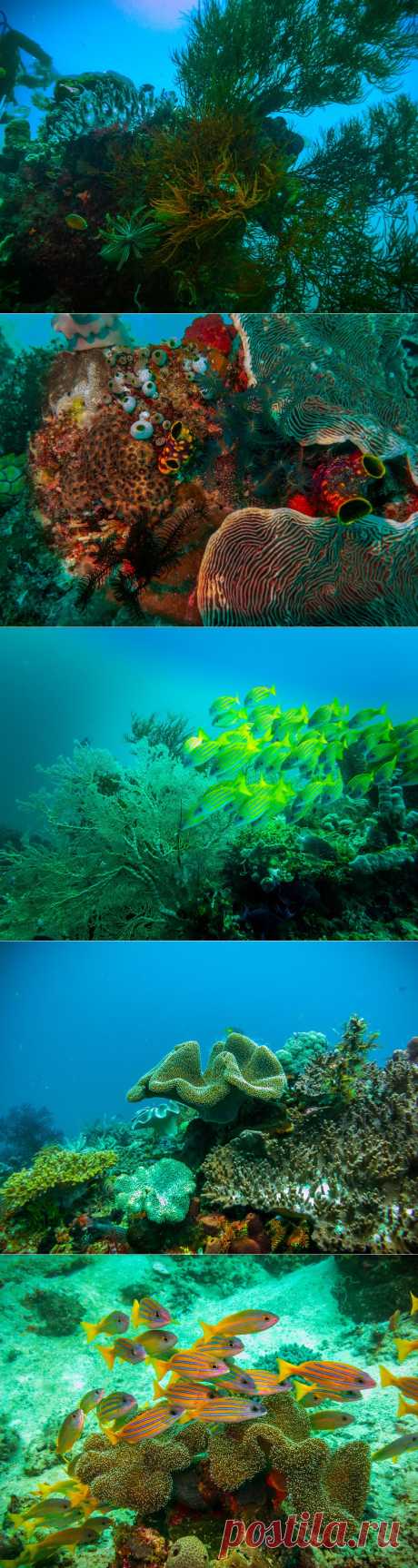 Подводный мир Raja Ampat...