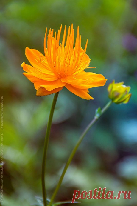 Купальница (Trollius) :: Игорь Сарапулов – Социальная сеть о фотографии ФотоКто