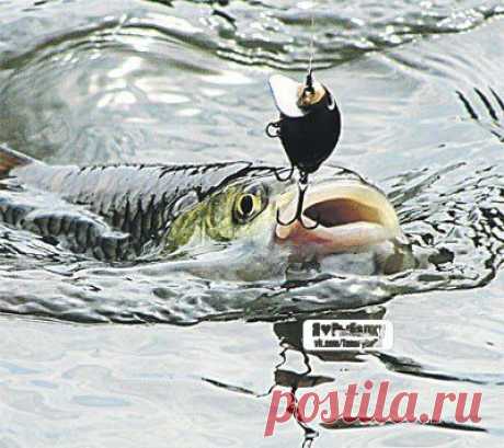 Голавль: секре / Богатая добыча