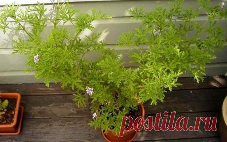 Видовые пеларгонии — комнатные цветы в стиле «ретро». Названия и описания видов, уход в домашних условиях. Фото — Ботаничка.ru