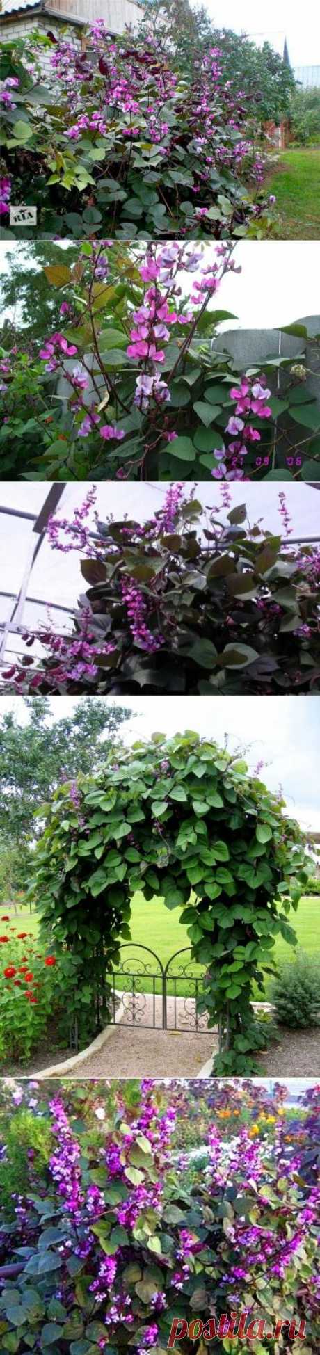 Вкусные гиацинтовые бобы с красивыми цветами