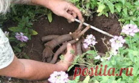 ПОСАДИТЬ ПИОНЫ ПРАВИЛЬНО
Сохраните, чтобы не потерять!
Почему мы советуем посадить именно розовые пионы?
Потому что из всех окрасок цветков эта наиболее эффектная с огромным количеством оттенков и полутонов. Можно посадить несколько кустов с лососевыми, бело-розовыми, кремово-розовыми, сиренево-розовыми или светло-малиновыми цветами.
Красота будет такой, что и глаз не отведешь. Кстати, американцы вот как вкусно описывают один из оттенков розовых пионов - "сливочное мороженое на блюдечке, поли