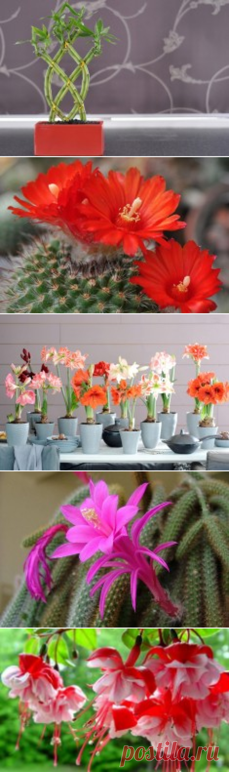 Комнатные растения – Комнатные растения и цветы – Flowertimes.ru