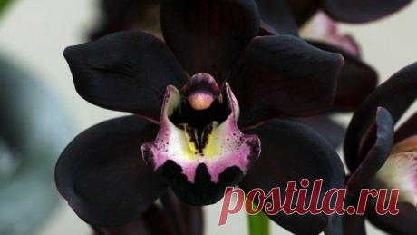 Орхидеи фото
