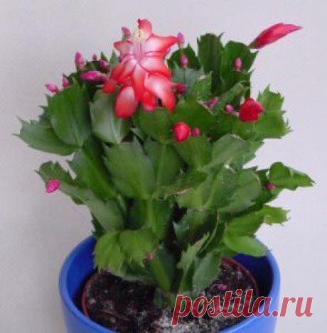 Зигокактус - декабрист (рождественник) - уход в домашних условиях | Образцовая Усадьба