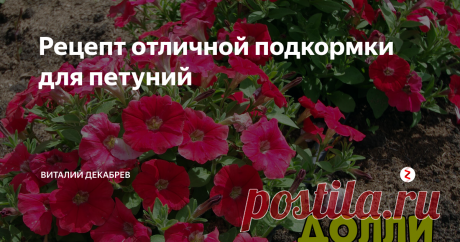 Рецепт отличной подкормки для петуний Чтобы петунии пышно цвели весь сезон...