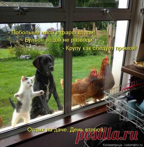 Лучшие котоматрицы недели / Питомцы