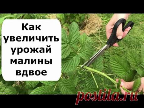 479. Как увеличить урожай малины вдвое