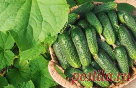 Как вдвое увеличить урожай огурцов