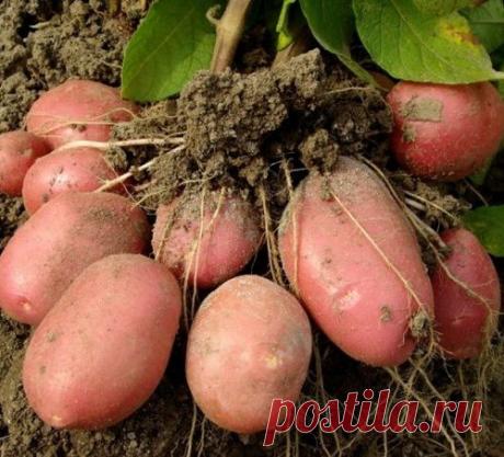 Клубень картофеля в 850 грамм! Это настоящий успех!