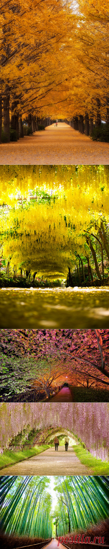 Самые захватывающие аллеи на планете | Все о туризме и отдыхе