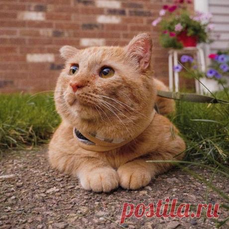 Грустный кот по кличке Брюс Уиллис обрел новый дом: фото очаровательного питомца