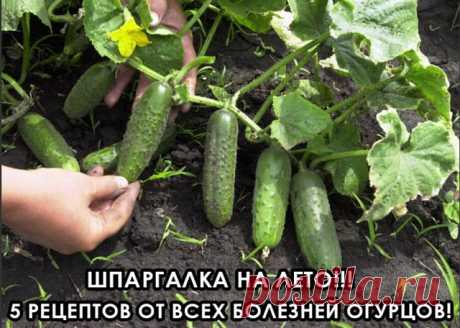 (6) Одноклассники