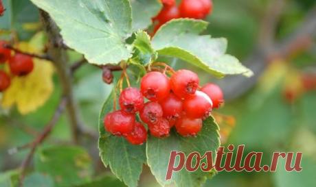 Лечение Сосудистой Дистонии Народными Средствами