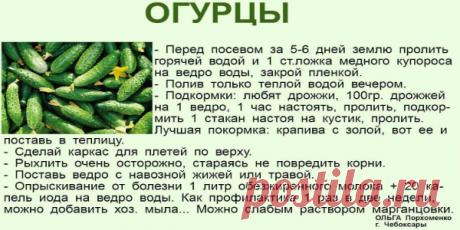 Просроченные лекарства для сада-огорода. Сохраните чтобы не потерять.