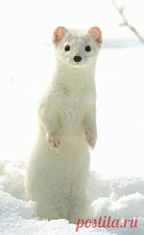 зима