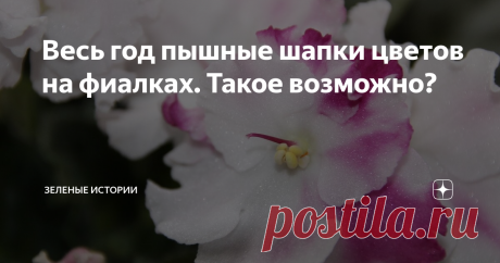 Весь год пышные шапки цветов на фиалках. Такое возможно? Как подружиться с узамбарской фиалкой? 6 слагаемых успеха