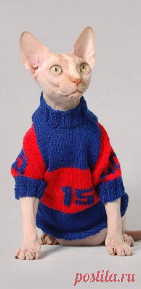 Утепляем кошек | Советы | Ветеринарная клиника Сопико