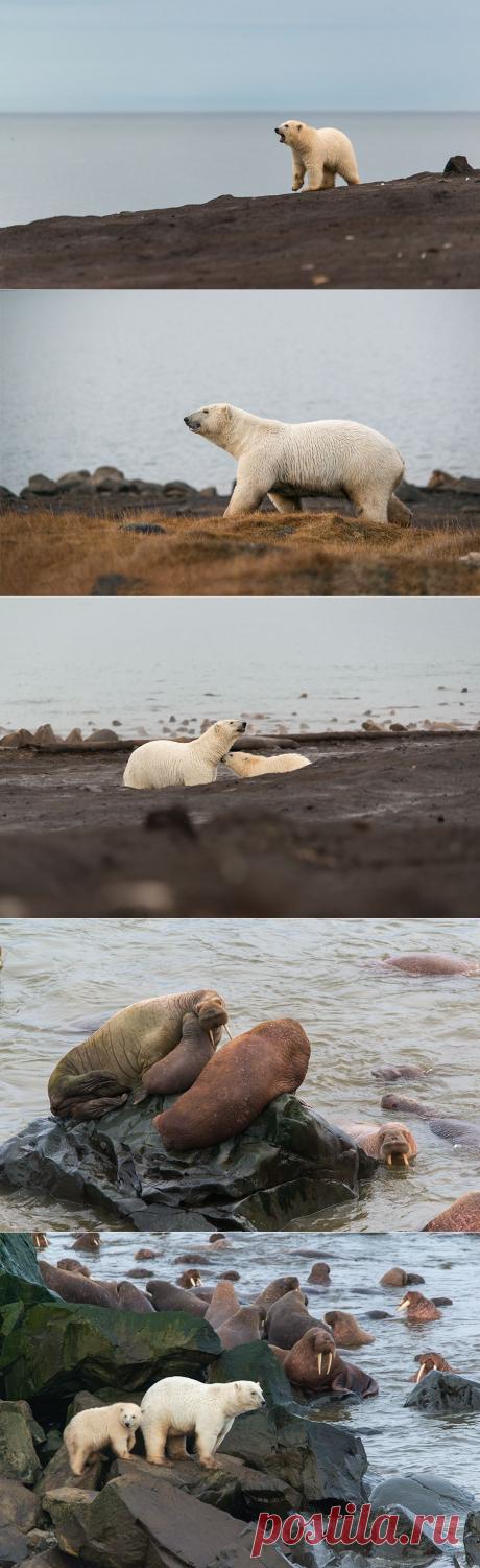 Белые медведи и моржи.