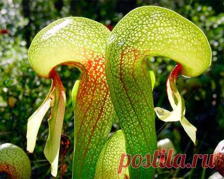 Как вырастить Дарлингтонию Калифорнийскую в домашних условиях