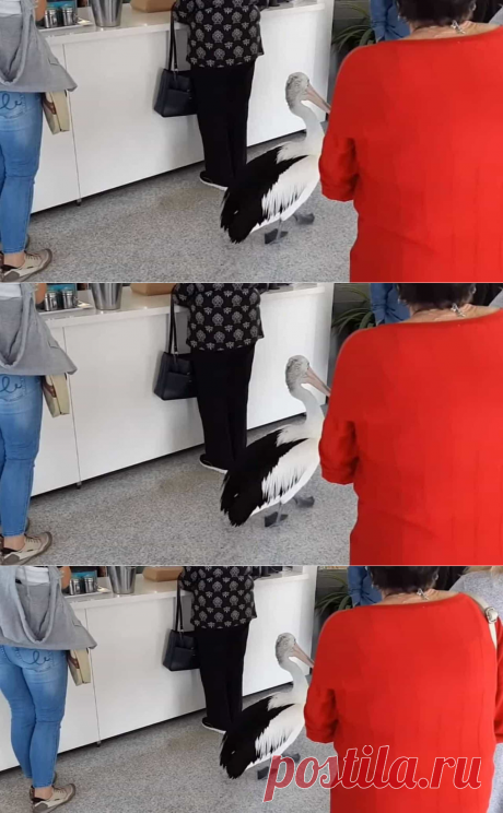 Pelicano entra em restaurante na Austrália e põe-se na fila. Ora veja