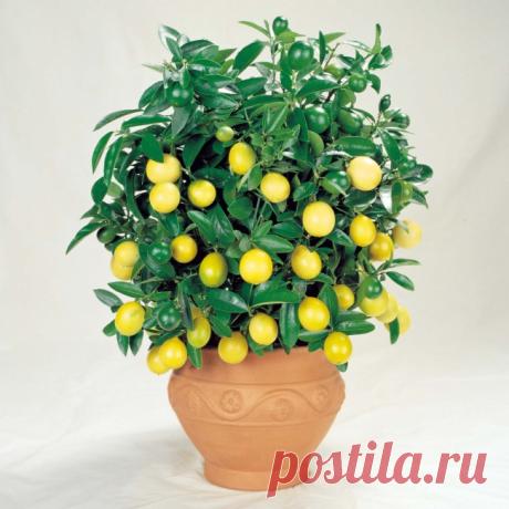 Переносной сад мини-деревьев — 6 соток