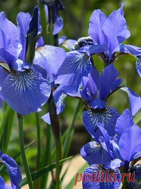 Тараторка — «))):» на Яндекс.Фотках