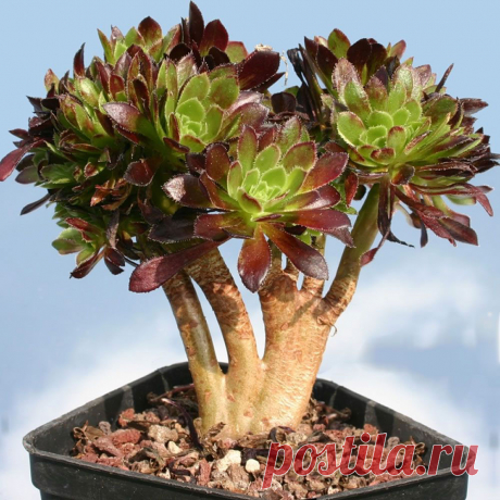 Комнатное растение Эониум (Aeonium). Название рода, включающего около 40 видов, намекает на длинный срок жизни растений этой группы (греч. aionois - "продолжительный"). Эониум канарский (Ae.canariense) - небольшое розеточное дерево. Его толстые листья снизу постепенно отмирают, и в результате под розеткой образуется стебелек. Из других видов в культуре выращивают эониум древовидный (Ae.arboreum), эониум ярусный (Ae.tabuliforme) с совершенно плоской розеткой листьев.