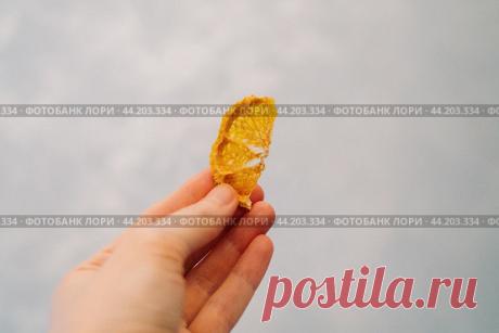 Close-up of hand holding dried orange mandarin Стоковое фото, фотограф Ilaronsia / Фотобанк Лори