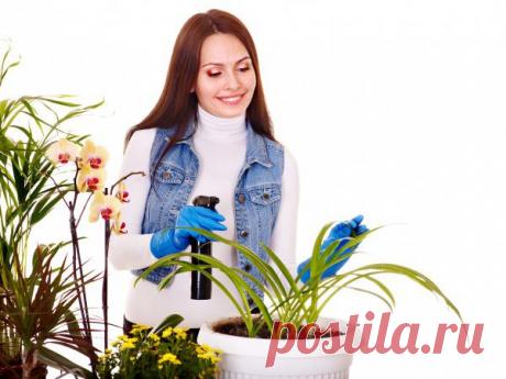 Как ухаживать за комнатными растениями