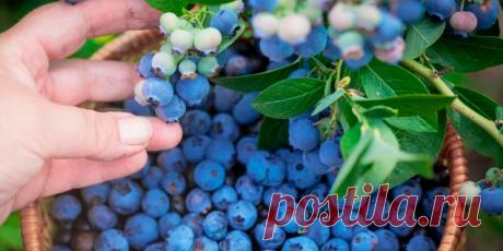 Как подкармливать голубику для богатого урожая - Сад и огород