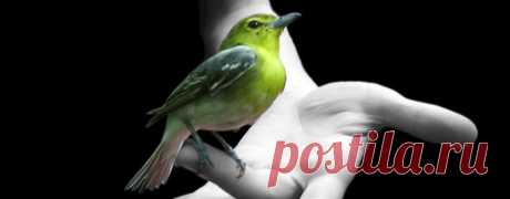 ЕСЛИ ПТИЦА ЗАЛЕТЕЛА В ДОМ, ВСЁ ПРО ПРИМЕТЫ О ПТИЦАХ.... | Познавательный сайт ,,1000 мелочей"